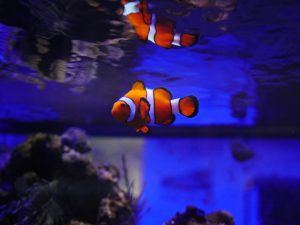 finding nemo